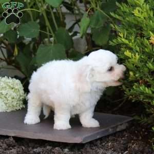 Milo, Bichon Frise Puppy